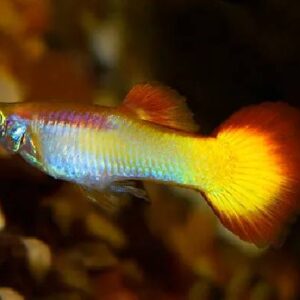 Guppy Sunset 3.5Cm