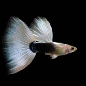 Guppy White Tuxedo 2.5Cm