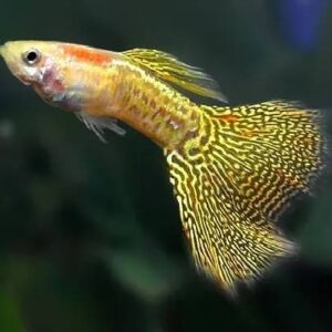 Guppy Yellow Cobra 3Cm