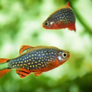 Galaxy Rasbora Fish 1.5Cm