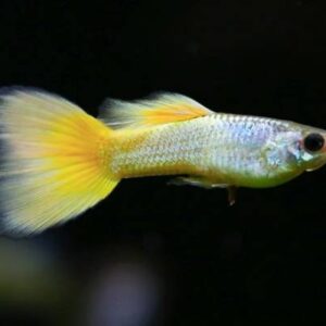German Yellow Guppy 3Cm