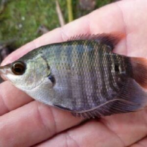 Giant Gourami Black 9Cm