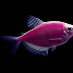 Glo Fish Purple 3Cm