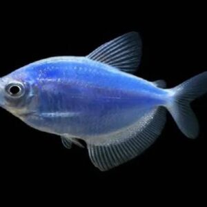 Glo Fish Tetra Blue 3Cm