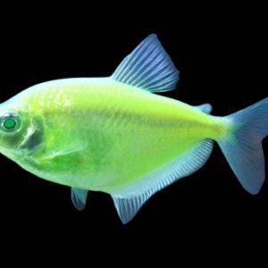 Glo Fish Tetra Green 3Cm