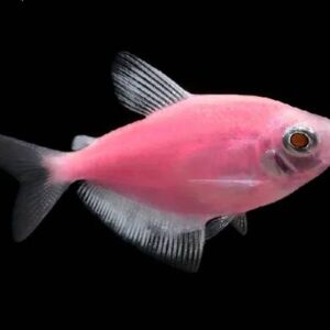 Glo Fish Tetra Pink 3Cm