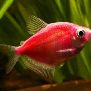 Glo Fish Tetra Red 3Cm