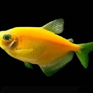 Glo Fish Tetra Yellow 3Cm