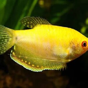 Golden Gourami Fish 4.5Cm