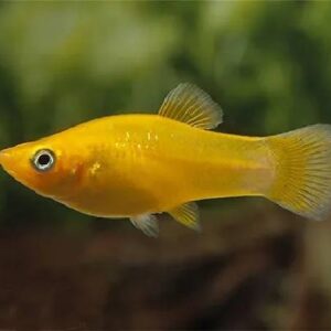 Golden Molly Fish 2.5 Cm