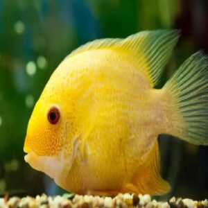 Golden Severum 7Cm