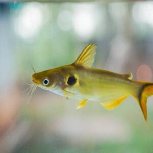 Golden Spotted Catfish 5Cm