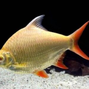 Golden Tin Foil Barb Fish 8Cm