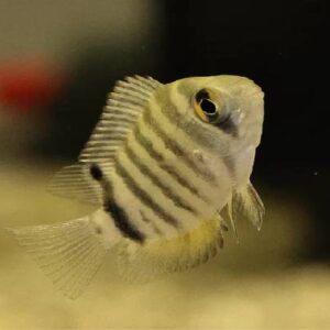 Green Severum 7Cm