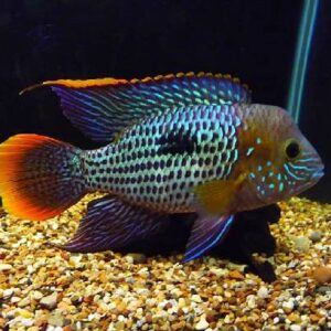 Green Terror 8Cm