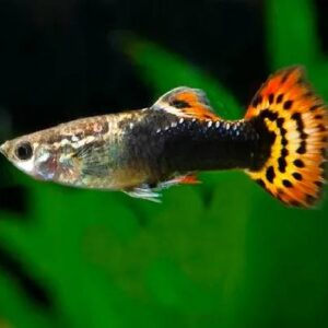 Guppy Dragon Tuxedo 3Cm