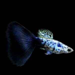 Guppy Galaxy Blue Tail Pair
