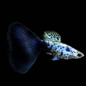 Guppy Galaxy Blue Tail Pair