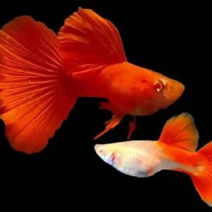 Guppy Red Albino Pair