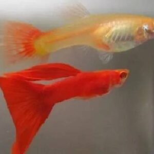 Guppy Red Albino Pair