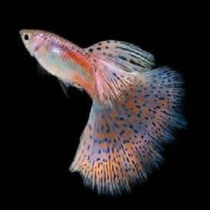 Guppy Red Grass Pair AA Grade