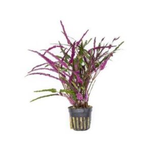 Hemigraphis Repanda