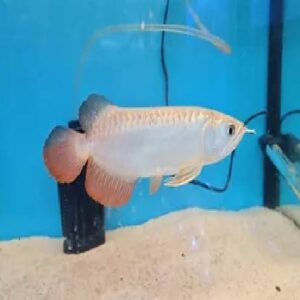 Hi Back Golden Arowana 16Cm