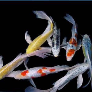 Koi Carp Long Tail 16-18 Cm