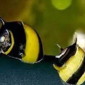 Horn Snail