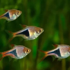 Harlequin Rasbora Fish 2Cm