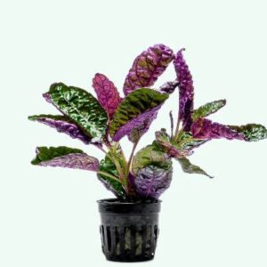 Hemigraphis Exotica