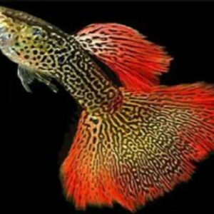 Guppy Snake Skin Fire Red Tail Pair