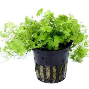 Hydrocotyle Tripartita Japan