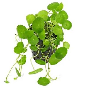 Hydrocotyle Verticillata