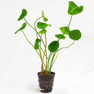 Hydrocotyle Verticillata- whorled pennywort Aquatic plant