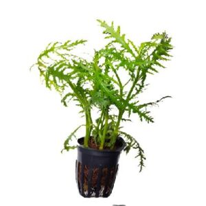Hygrophila Balasamika