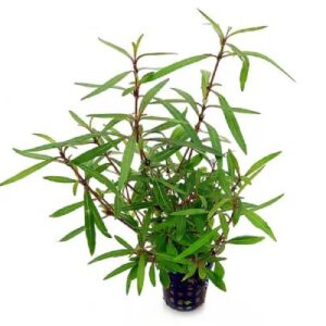 Hygrophila Lancea Araguaia