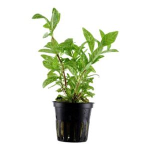 Hygrophila Polysperma 'Rosanervig'