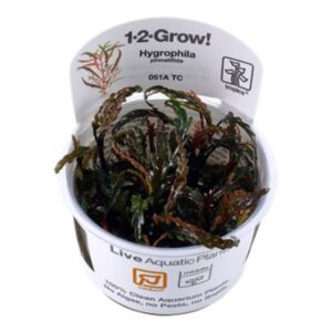 Hygrophila Pinnatifida