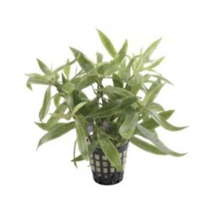 Hygrophila Sp. Parawitota