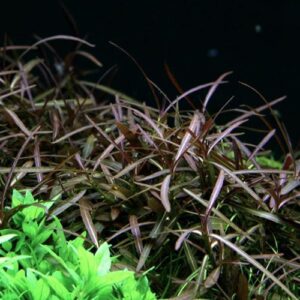 Hygrophilla lancea Arquaia -Aquatic plant