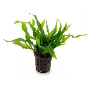 Java Fern ( Microsorium Peteropus )