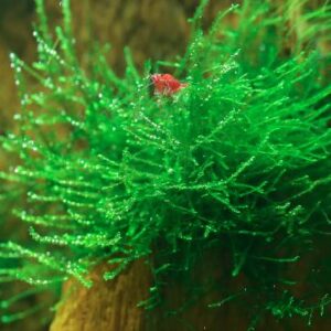 Java Moss