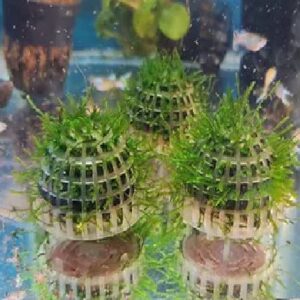 Java Moss Ball