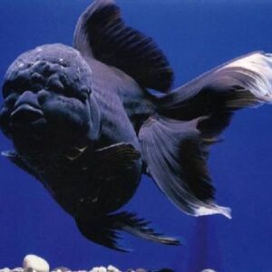 Jelly Head Black 10-11Cm