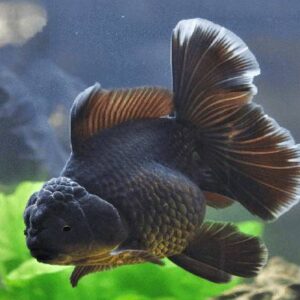 Jelly Head Black Oranda 9Cm