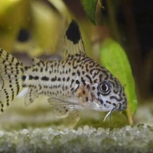 Julii Corydoras 4Cm