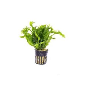 Java Fern (Microsorium windelav)