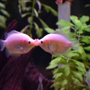 Kissing Gourami 6Cm