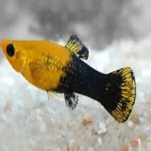 Kodac Molly 3 Cm